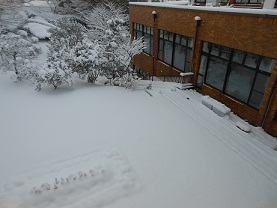 雪です！