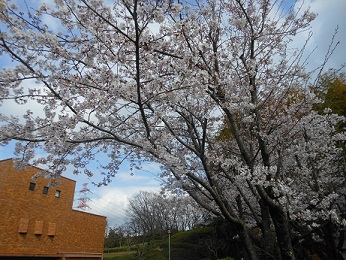 図書館の桜。